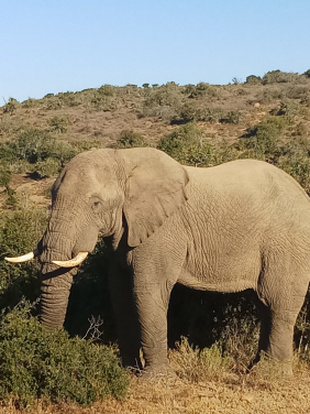 Approximately 3,000 elephants are estimated to be killed from the amount of seizures made by the HKSAR government in trafficked wildlife between 2013 and 2019. (photo credit: Amanda Whitfort)